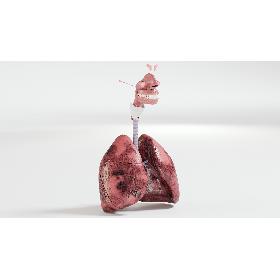 Tiger Rigged Maya 3D model